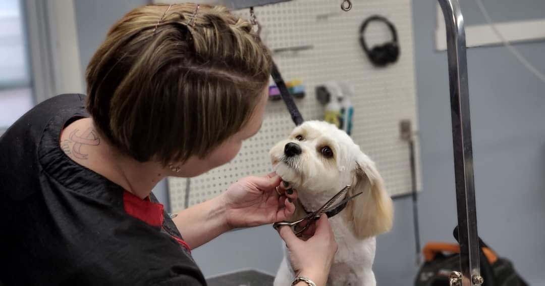 The House of Paws Orange Merchants