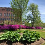 An outdoor photo taken showing plant, purple flowers and trees, as well as a brick building in the background